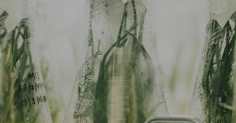 BBNet featured image