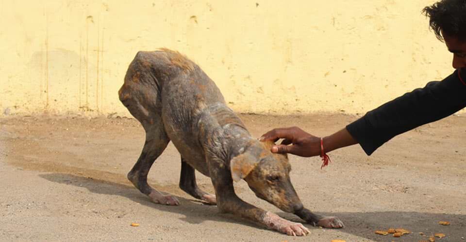 Animal aid unlimited header image