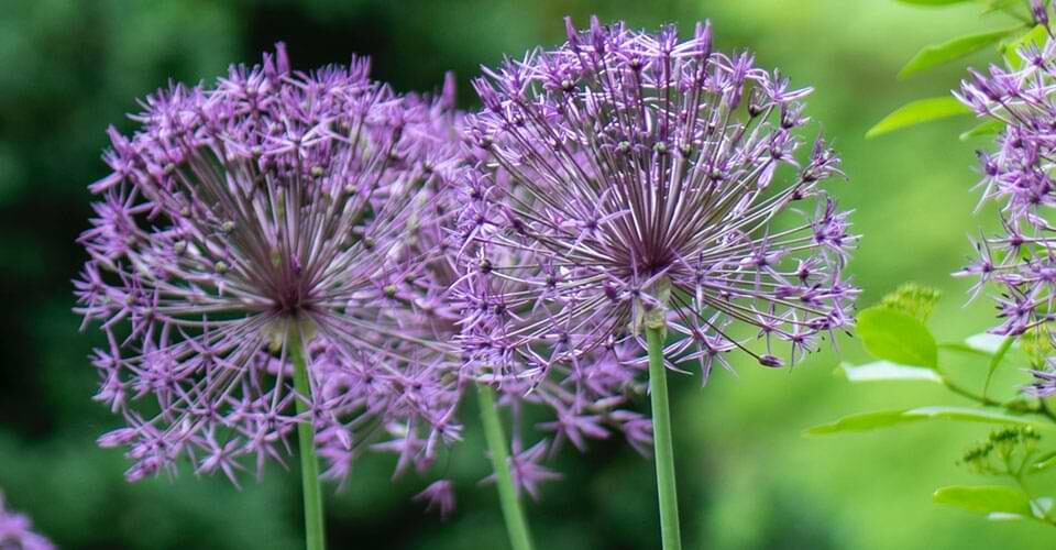 Astek Landscapes header image