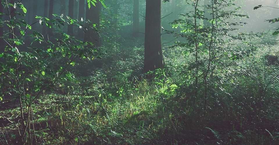 Nutfield Green Park header image