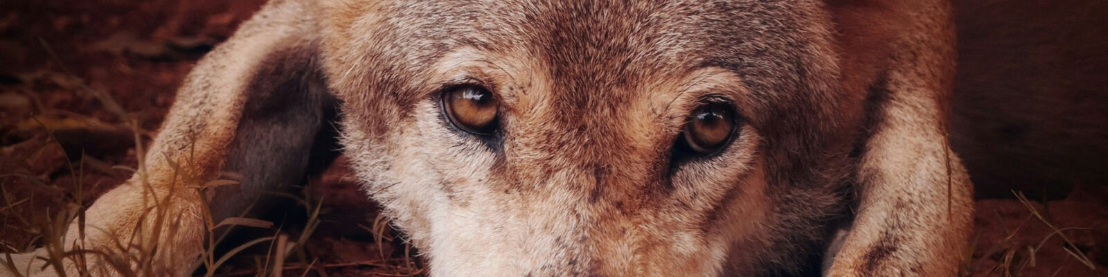 TOLFA featured image