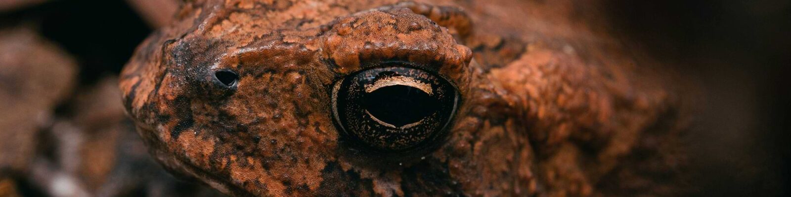 Global amphibians featured image